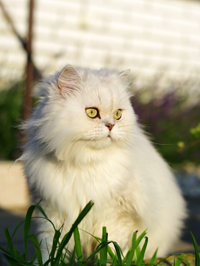 Top 7 Exquisite Cat Breeds for Cat Show Enthusiasts