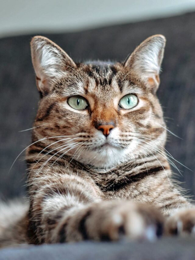 Top 7 Cat Breeds with Beautiful Coat Patterns
