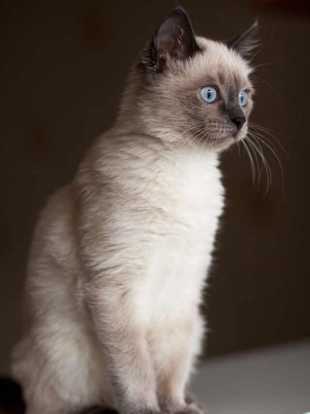 Top 7 Sleek Cat Breeds with Gorgeous Fur