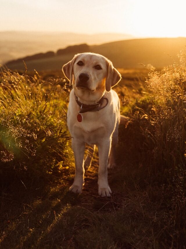 Playful Dog Breeds, Outdoor Activities, Labrador, Golden Retriever, Australian Shepherd, Border Collie, Dalmatian, Vizsla, Jack Russell Terrier, Beagle,